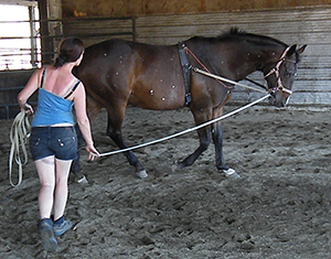 Roisin lunging with the Vienna rein